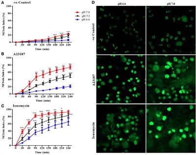 Alkaline pH Promotes NADPH Oxidase-Independent Neutrophil Extracellular Trap Formation: A Matter of Mitochondrial <mark class="highlighted">Reactive Oxygen Species Generation</mark> and Citrullination and Cleavage of Histone